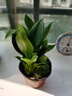 水培植物大葉金鉆盆栽綠公主辦公室內面綠蘿凈化空氣吸甲醛水養 3棵金鉆20-30厘米【水培冬瓜瓶】送液+水珠 曬單實(shí)拍圖
