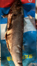 繽鮮 嗒莎熊俄式熏魚(yú)整條鯡魚(yú) 冷熏生熏魚(yú)姐同款咸魚(yú)整條即食順豐包郵 含魚(yú)籽冷熏鯡魚(yú)220g左右*1條【凈重】 曬單實(shí)拍圖