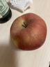 正宗25年新果云南昭通冰糖心丑蘋(píng)果新鮮水果現摘脆甜野生富士蘋(píng)果 10斤凈重85-90mm 曬單實(shí)拍圖