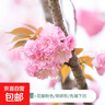 櫻花樹(shù)苗日本晚櫻南方北方種植盆栽地栽四季常青開(kāi)花庭院花木樹(shù)苗 晚櫻 8cm粗【1顆裝】強烈推薦 曬單實(shí)拍圖