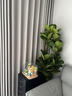 臨雅大琴葉榕盆栽客廳室內綠植物大型老樁落地辦公室1.6m含盆源頭直發(fā) 曬單實(shí)拍圖