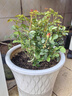 景郁春 JIRYUCUR玫瑰花苗特大花月季花苗綠植陽(yáng)臺盆栽薔薇花苗果汁陽(yáng)臺源頭直發(fā) 曬單實(shí)拍圖
