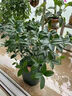 藍桂圓桂花樹(shù)苗四季桂盆栽 室內外陽(yáng)臺庭院綠植 郁金香陶瓷盆源頭直發(fā) 曬單實(shí)拍圖