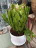 新品蟹爪蘭花苗盆栽帶花苞四季多肉綠植物盆栽蟹爪蓮室內花卉嫁接 進(jìn)口黃金索菲亞50-60顆 【花開(kāi)爆盆】 木桶盆栽好發(fā)貨 曬單實(shí)拍圖