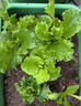 耘淘沙拉菜種子漢斯沙拉菜耐高溫夏季秋播陽(yáng)臺速生易管理種植高產(chǎn)種籽 沙拉菜種子10包約20000粒 原裝 曬單實(shí)拍圖