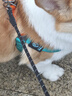 petlimit狗狗牽引繩遛狗鏈子泰迪小中型寵物用品幼犬胸背帶網(wǎng)紅金毛 青桔L 曬單實(shí)拍圖