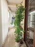 臨雅南天竹仿真綠植室內大型盆栽高端輕奢假花樹(shù)客廳仿生植物落地擺件 【優(yōu)選】1.8米丨四桿+白圓柱盆 曬單實(shí)拍圖