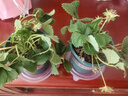 通沭金邊吊蘭室內盆栽四季常青綠色植物 金邊吊蘭+原盆原土源頭直發(fā) 曬單實(shí)拍圖