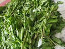 山間果好廣西農家新鮮枸杞嫩芽四季食用枸杞菜葉子當天采摘新鮮蔬菜 2斤新鮮枸杞芽 曬單實(shí)拍圖