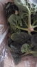 新鮮趴地菠菜露天霜打大葉超市生鮮菠菜現摘現發(fā)火鍋蔬菜新品上市 河南趴地菠菜凈重500g新鮮現挖 曬單實(shí)拍圖