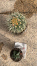 意軒超大金琥仙人球盆栽花卉盆栽綠植桌面盆栽陽(yáng)臺多肉植物 桌面植物 直徑6厘米 曬單實(shí)拍圖
