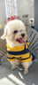 阿莫爾狗狗衣服秋冬款蜜蜂裝小柯基泰迪比熊貴賓小型犬寵物保暖貓咪衛衣 黃色小蜜蜂 M（建議5-8斤 參考胸圍背長(cháng)） 曬單實(shí)拍圖