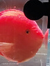 秋穎正宗紅財神魚(yú):紅財神魚(yú)活體:鸚鵡財神魚(yú)苗:財神魚(yú)苗順豐 12cm有頭座噶瑪蘭財神:單條價(jià):2 曬單實(shí)拍圖