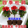 【發(fā)貨帶花苞】四季開(kāi)花杜鵑花盆栽辦公室陽(yáng)臺綠植長(cháng)青花卉盆景 杜鵑 紅色杜鵑：買(mǎi)一發(fā)三到手3棵 曬單實(shí)拍圖