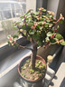 盆栽水培多肉植物室內花卉辦公老樁綠植凈化好養肉肉盆景 老樁金枝玉葉(獨桿棒棒糖形)原盆×2盆 含盆 曬單實(shí)拍圖
