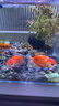 蘭壽金魚(yú)小尾精品玉兔黑壽奶牛萌寵觀(guān)賞魚(yú)三色好養賽級蘭壽魚(yú)苗 【精品紅白+櫻花壽】6-8CM各1條 送飼料 曬單實(shí)拍圖