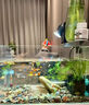倍羽斯6號水族觀(guān)賞魚(yú)缸水質(zhì)凈化劑水立清凈化水質(zhì)專(zhuān)用養魚(yú)常備 1瓶【去黃去混】 曬單實(shí)拍圖