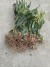 黃精種植苗黃精種子新鮮雞頭黃精苗老虎姜種苗滋補藥材黃金苗種芽 黃精帶葉桿一年種苗10棵 曬單實(shí)拍圖