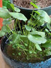 耘淘銅錢(qián)草水培植物水養草籽花卉室內盆栽金錢(qián)草四季好養活花種子籽孑 銅錢(qián)草種子5包約500粒 原裝 曬單實(shí)拍圖