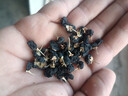 岷農人野生黑枸杞200g(2罐）特級大果青海頭茬新貨免洗滋補品富含花青素 曬單實(shí)拍圖