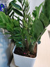 金錢(qián)樹(shù)盆栽招財旺宅客廳年宵盆栽?xún)艋諝馑募境Ｇ嘀参镛k公室綠植 【經(jīng)典精選更茂盛】大盆金錢(qián)樹(shù)+喜樂(lè )白盆 無(wú)規格 曬單實(shí)拍圖