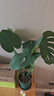 植男植女客廳龜背竹大型真綠植盆栽?xún)艋諝庠⒁夂盟募境Ｇ噢k公室源頭直發(fā) 曬單實(shí)拍圖