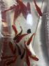 金魚(yú)草金魚(yú)觀(guān)賞魚(yú)冷水好養耐活小魚(yú)苗錦鯉 5-7cm 紅草金買(mǎi)10條送10條（加備損） 曬單實(shí)拍圖