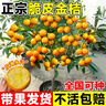 呆果丁脆皮金桔樹(shù)苗帶果盆栽可食用金橘桔子樹(shù)陽(yáng)臺庭院四季結果耐寒植物 純甜脆皮金桔3年苗帶土發(fā)貨（當年結果） 曬單實(shí)拍圖