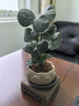 OIMG菩提樹(shù)盆栽禪意小盼菩提盆栽植物室內花四季客廳觀(guān)葉辦公室綠植 小盼菩提+果子+蓮花盆+鋪面石【帶木托】 帶盆栽好 曬單實(shí)拍圖