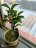 四季茶花紅山茶盆栽陽(yáng)臺露臺庭院綠植帶花苞原盆原土好養活 夏日七心（含盆40厘米以上，帶盆帶花苞發(fā)貨） 夏日七心 曬單實(shí)拍圖