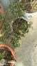 香水米蘭花盆栽老樁帶花苞樹(shù)苗室內客廳濃香驅蚊花卉綠植四季開(kāi)花 香水米蘭中苗1盆【原土球】 含盆 曬單實(shí)拍圖