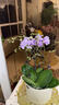 歐芽蝴蝶蘭盆栽帶花苞客廳辦公室桌面四季好養花卉綠植開(kāi)業(yè) 仙女粉色系蝴蝶蘭【6花劍 帶花苞】+陶瓷花盆 帶盆栽好 曬單實(shí)拍圖