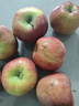甘肅天水花牛蘋(píng)果粉糯香甜寶寶老人輔食蛇果產(chǎn)地直發(fā)京東快遞上門(mén) 帶箱3斤60-70mm小果 曬單實(shí)拍圖