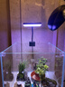 YEE魚(yú)缸燈LED水草燈全光譜迷你夾燈增艷觀(guān)賞小型造景補光高亮魚(yú)缸燈 【90RA高顯指】10.4W/三色版/ 曬單實(shí)拍圖