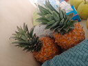 琪江果海南金鉆鳳梨 新鮮水果無(wú)眼菠蘿熱帶水果當季整箱 金鉆鳳梨凈重4.5-5斤小果（3-5個(gè)） 曬單實(shí)拍圖