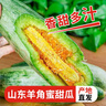 呈鮮果農羊角蜜 山東甜瓜香瓜蜜瓜 當季時(shí)令新鮮水果 整箱5斤特級果單果5-6兩凈重4.5斤 曬單實(shí)拍圖
