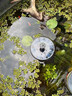 J德國太陽(yáng)能自動(dòng)噴泉噴水增氧機循環(huán)水泵魚(yú)池水缸戶(hù)外庭院假山景觀(guān) 太陽(yáng)能-130mm漂浮噴泉【增氧/噴泉二合一】 曬單實(shí)拍圖