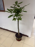 靜黛軒發(fā)財樹(shù)盆栽大型綠植辦公室喬遷開(kāi)業(yè) 獨桿1.2-1.4m福字盆源頭直發(fā) 曬單實(shí)拍圖