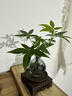 臨雅發(fā)財樹(shù)小盆栽水培植物辦公室桌面綠植源頭直發(fā) 雙桿含瓶+圓塑托 曬單實(shí)拍圖