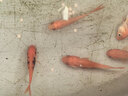 冷水觀(guān)賞魚(yú)寵物魚(yú)草金魚(yú)自來(lái)水可養包郵包活 1-3厘米招財紅草金 招財紅草金6條送4條備損 曬單實(shí)拍圖