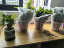 雙盟綠蘿盆栽除甲醛花卉綠植辦公室新房?jì)艋諝?60加高4盆裝源頭直發(fā) 曬單實(shí)拍圖