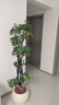 臨雅特級鴨腳木客廳綠植物高級感八方來(lái)財大型盆栽高端大氣上檔鴨掌木 【旗艦款】造型鴨腳木1.4-1.5m+白印象圓盆 曬單實(shí)拍圖