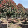 凝慧紅葉石楠球庭院花園別墅風(fēng)景美化四季常青行道綠化工程苗 石楠樹(shù)【5公分粗】 曬單實(shí)拍圖