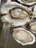 燈塔水母【鮮活】乳山生蠔牡蠣6XL號凈重5斤源頭直發(fā) 曬單實(shí)拍圖