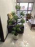 愛(ài)優(yōu)尚特級造型鴨腳木客廳大盆栽八方來(lái)財室內落地大型綠植高端源頭直發(fā) 曬單實(shí)拍圖