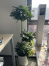 愛(ài)優(yōu)尚幸福樹(shù)盆栽客廳室內大型綠植辦公室喬遷新家綠寶凈化空氣源頭直發(fā) 曬單實(shí)拍圖