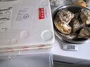 燈塔水母【鮮活】乳山生蠔牡蠣4XL號凈重5斤源頭直發(fā) 曬單實(shí)拍圖