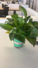 雙盟綠蘿盆栽除甲醛花卉綠植辦公室新房?jì)艋諝?120款10盆源頭直發(fā) 曬單實(shí)拍圖