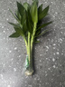 花翁水培綠植物招財轉運室內水養花卉盆栽文昌竹4支(35-40cm)源頭直發(fā) 曬單實(shí)拍圖