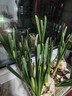重瓣水仙花種球水養盆栽四季開(kāi)花卉植物室內花綠植水培好養帶花苞 【特大球】漳州水仙花6球+6包營(yíng)養液+6包肥【周長(cháng) 20-22cm 曬單實(shí)拍圖